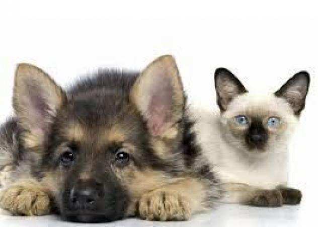 aiuto per lezioni diMalattie del cane e del gatto retribuzione oraria 15