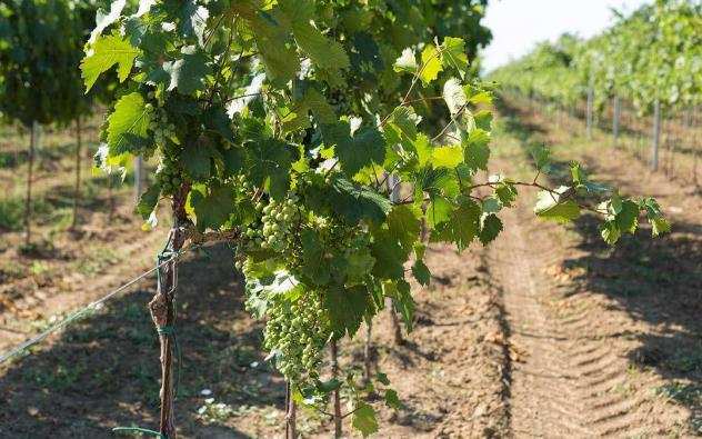 ALBA - VIGNA - CASA CON VIGNA IN UNICO BLOCCO