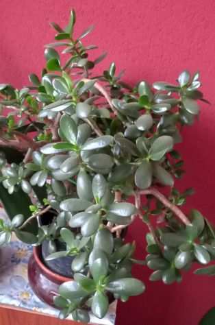 Albero di giada o crassula ovata