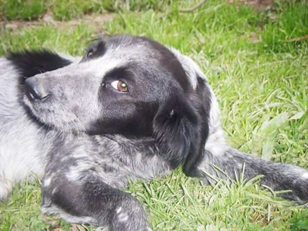 ALBERTINO, dolcissimo cagnolino