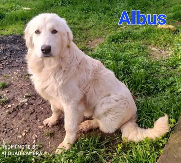 Albus cucciolo mix golden retriever maremmano maschio