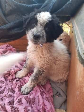 Alfa stupendo cucciolo taglia media grande