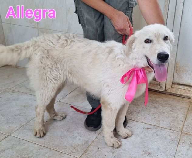 Allegra dolce cucciola simil pastore maremmano