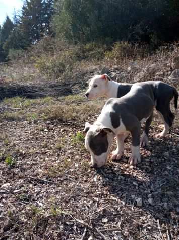 Allevamento e Cuccioli Amstaff Blu in Puglia Bari Lecce Taranto Foggia Brindisi