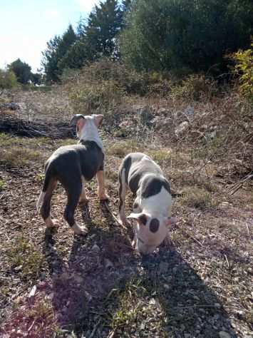 Allevamento e Cuccioli Amstaff Blu in Puglia Bari Lecce Taranto Foggia Brindisi