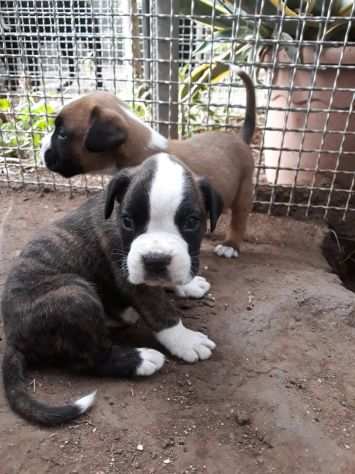 Allevamento e Cuccioli Boxer in Basilicata Potenza Matera