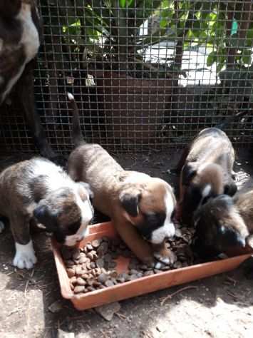 Allevamento e Cuccioli Boxer in Basilicata Potenza Matera