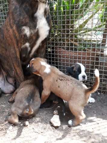 Allevamento e Cuccioli Boxer in Basilicata Potenza Matera