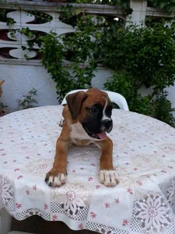 Allevamento e Cuccioli Boxer in Puglia Bari Lecce Taranto Foggia Brindisi