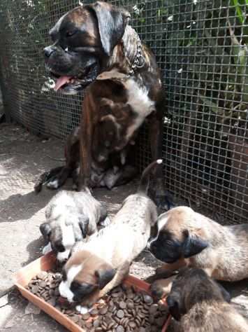 Allevamento e Cuccioli Boxer in Puglia in provincia di Bari