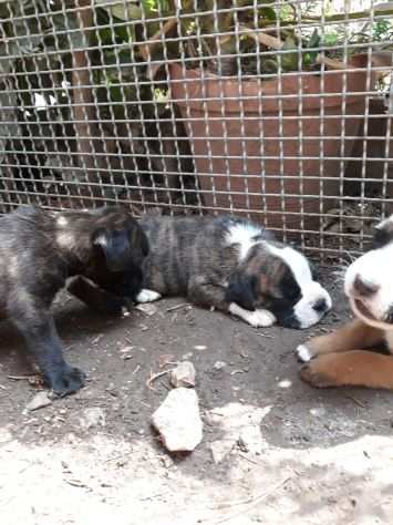 Allevamento e Cuccioli Boxer in Puglia in provincia di Bari