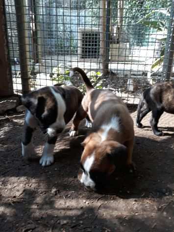 Allevatore boxer zona Bari Lecce Brindisi Taranto. Cuccioli con pedigree.