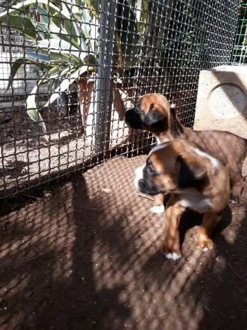 Allevatore boxer zona Bari Lecce Brindisi Taranto. Cuccioli con pedigree.