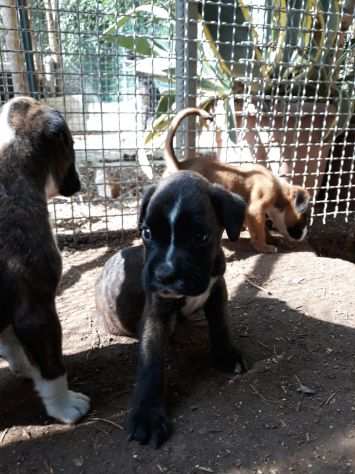 Allevatore boxer zona Bari Lecce Brindisi Taranto. Cuccioli con pedigree.