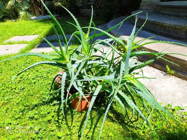 Aloe Arborescens in vaso