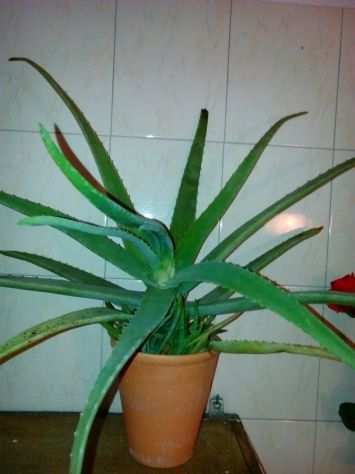 Aloe, cactus, piante grasse