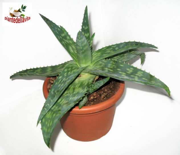 Aloe Saponaria medicinale coltivazione biologica in vaso Euro 9,00