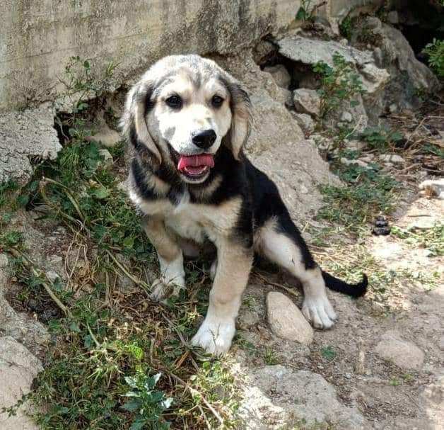 Alvin Cucciolino di 3 mesi tenerisssimo