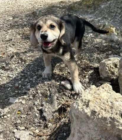 Alvin Cucciolino di 3 mesi tenerisssimo