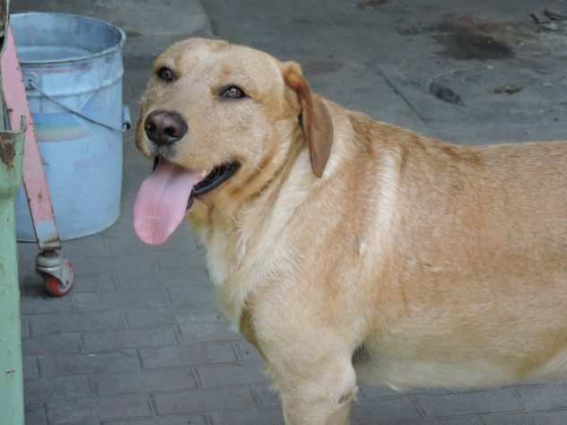 Alvin, mix LABRADOR super simpatico