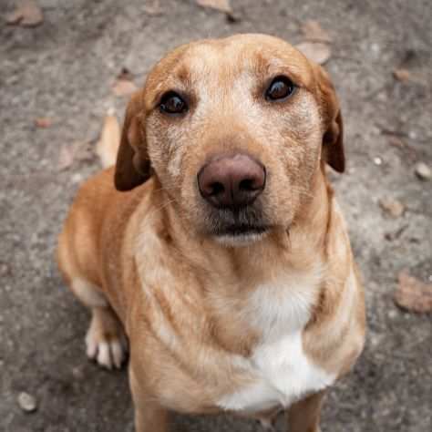 Alvin, mix LABRADOR super simpatico