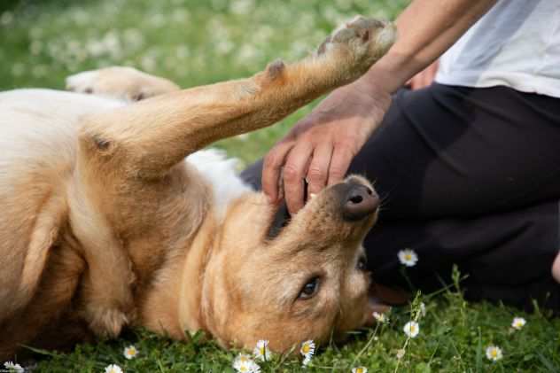 Alvin, mix LABRADOR super simpatico