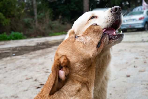 Alvin, mix LABRADOR super simpatico