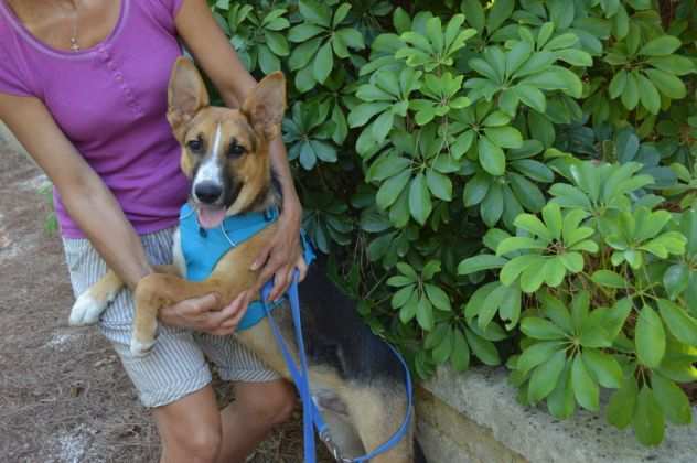 Ama la compagnia delle Cagnoline