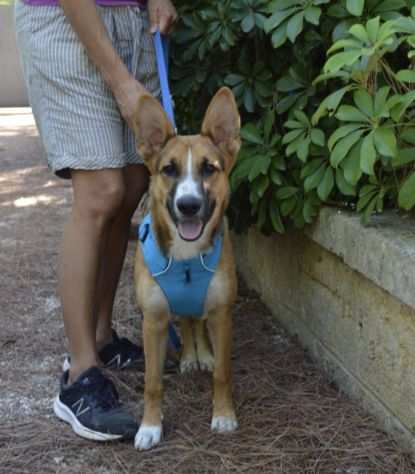 Ama la compagnia delle Cagnoline