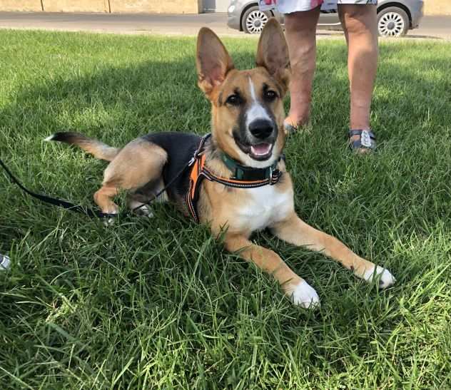 Ama la compagnia delle Cagnoline