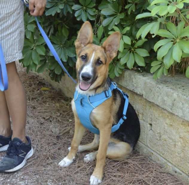 Ama la compagnia delle Cagnoline