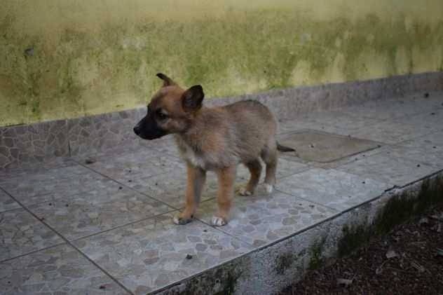 AMBROGINO CUCCIOLO METICCETTO TAGLIA PICCOLA