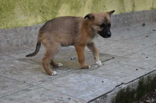 AMBROGINO CUCCIOLO METICCETTO TAGLIA PICCOLA