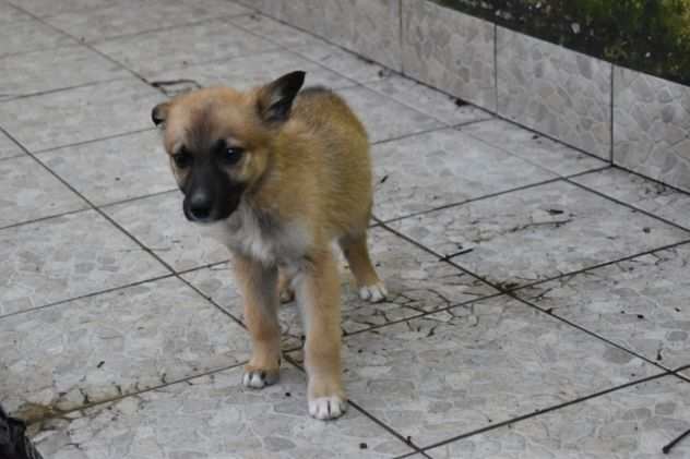 Ambrogino cucciolo taglia piccola in adozione alfa