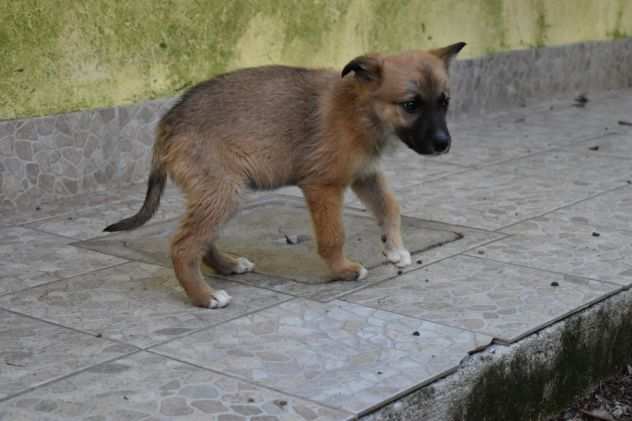 Ambrogino cucciolo taglia piccola in adozione alfa