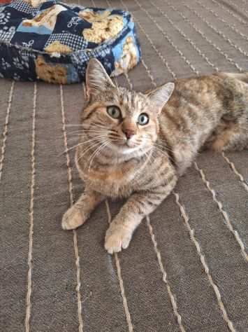Amelie adorabile gattina di un anno