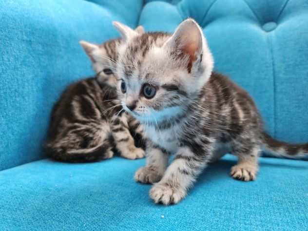 american shorthair