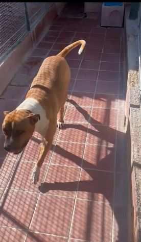 Amstaff 4anni amante dei bimbi da 3ANNI IN BOX.LAZIO