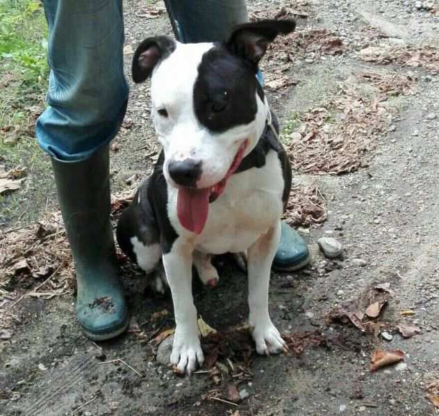 Amstaff 5anni ha tanto bisogno di trovare casa Pavia