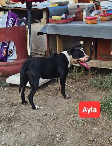 AMSTAFF INCR., AYLA, 4 ANNI CIRCA RICERCA ADOZIONE O STALLO URGENTE