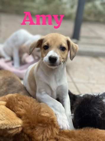 Amy cucciola