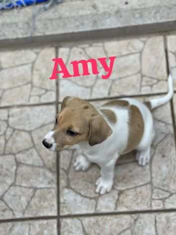Amy cucciola