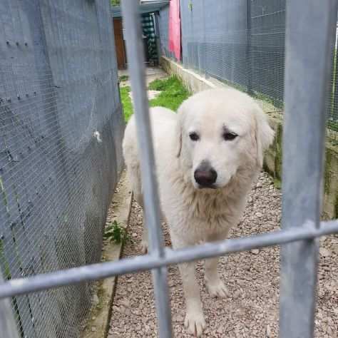 Andrea simil golden retriever.. quanto vale la sua vita