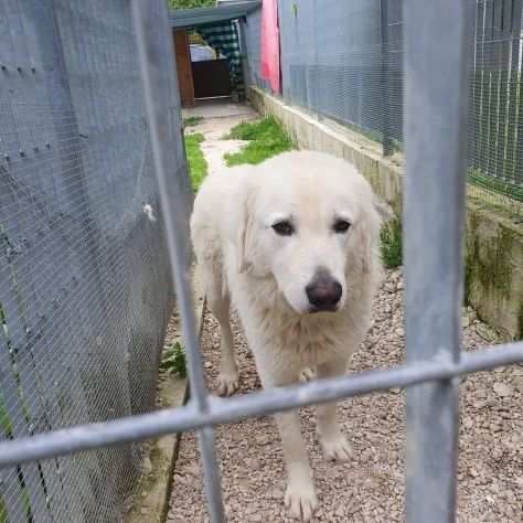 Andrea simil golden retriever.. quanto vale la sua vita