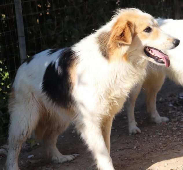 Angelina, cucciolotta (rifugio del pavese)