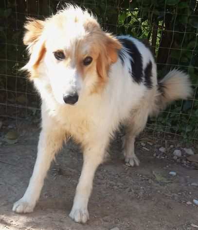 Angelina, cucciolotta (rifugio del pavese)