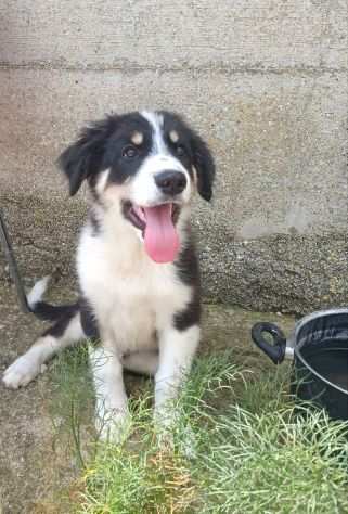 Anice cucciolo simil border collie 4 mesi