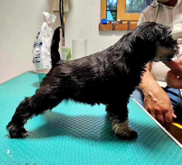 Animali schnauzer nero argento