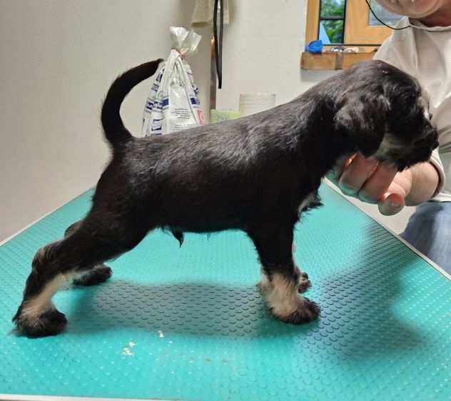 Animali schnauzer nero argento