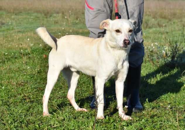 Anthonio taglia piccola in adozione alfa